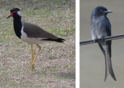 Red wattled lapwing and white-bellied drongo in Galle Navy Base